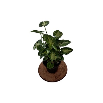 Syngonium Pixie 7Ø 15cm maluszek Las w słoiku