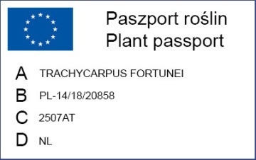 Trachycarpus Fortunei МОРОЗОСТОЙКАЯ ПАЛЬМА Великолепная экзотическая рябина