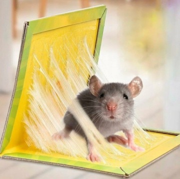 LEP NA MYSZY GRYZONIE SZCZURY PUŁAPKA MOCNY KLEJ ŁAPKA MYSZOŁAPKA KLEJOWA