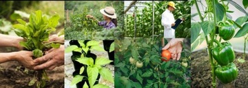 Цилиндры для огурцов и помидоров диаметром 20 см.