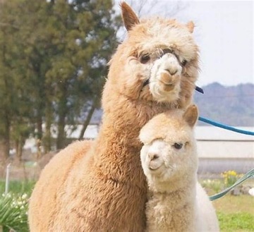 РЫСЬ ХВАТАЕТ Натуральных лошадей, пони, ОВЕЦ, КОЗ