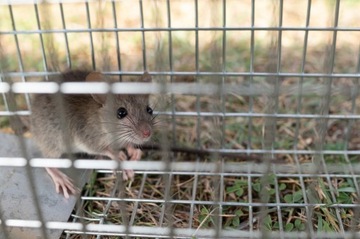 СПАСАТЕЛЬНАЯ Ловушка МУЗЕЛОВКА КРЫСЫ ГРЫЗУНЫ ГУМАНИТАРНАЯ МЕТАЛЛ