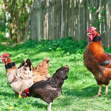 Курица с петушиным воротником кричит 4. Домашняя птица тревожит