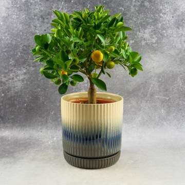 Drzewko Kalamodyna Citrus calamondin ozdobne na taras, balkon z owocami