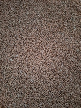 Пшеница 25кг, корм для птиц