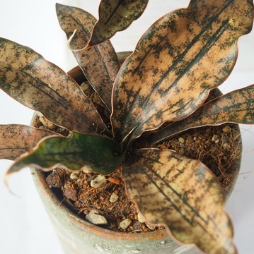 Sansewieria kirkii var. Pulchra 'COPPERTONE' brązowa Sansevieria rozmiar L