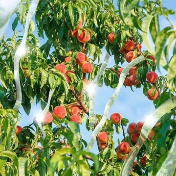 Odstraszacz Ptaków Taśma Odstraszająca na Ptaki Szpaki Gołębie Kruki 50m