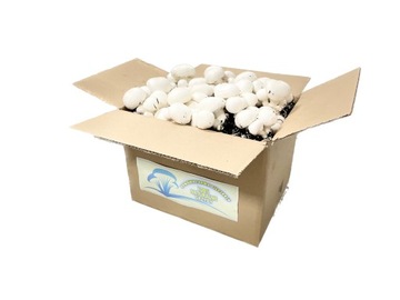 НАБОР ГРИБНАЯ ТАЙНА XXXL 30 КГ ДОМАШНЕЕ ВЫРАЩИВАНИЕ