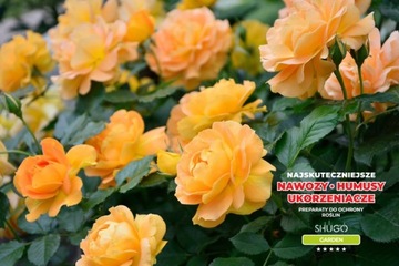Удобрение для роз 5 кг ШУГО