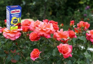 СУБСТРАЛЬНЫЙ ФУНГИЦИД ДЛЯ ДЕКОРАТИВНЫХ РАСТЕНИЙ САПРОЛ 25 мл