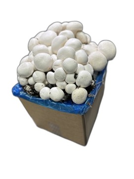 Мицелий белых грибов 5 кг, трехфазный набор для выращивания высочайшего качества