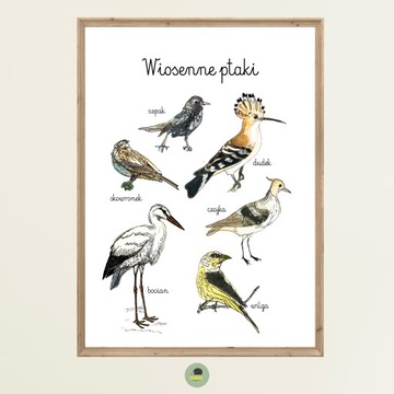 Plakat Edukacyjny Wiosenne Ptaki polskie odlatujące A4 Montessori
