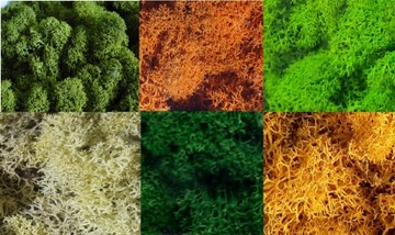 MECH NATURALNY mix kolorów chrobotek zielony rudy DEKORACYJNY las w słoiku
