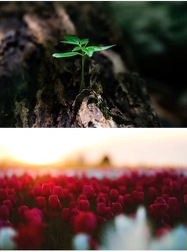 ZESTAW taśma LED 300 GROW IP65 wzrostu roślin 4m