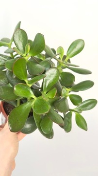Crassula Minor