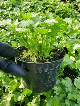 KOLENDRA SADZONKA W DONICZCE GREEN DOM ZIOŁO ZIOŁA WARZYWA