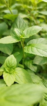 Водяная мята Mentha aquatica для пруда