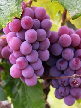 Winorośl winogrono EINSET SEEDLESS słodkie BEZPESTKOWE deserowe