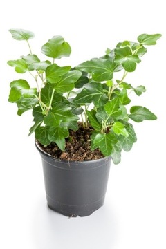 Hedera Wonder Ivy Beautiful GREEN CREEPER