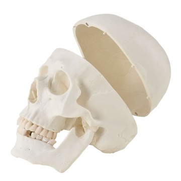 МОДЕЛЬ 501 SKELETON SKELETON 181,5 см FV В РАССРОЧКУ