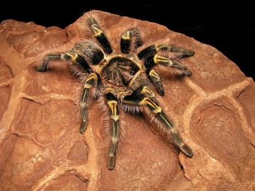 Grammostola pulchripes Золотоколенный тарантул