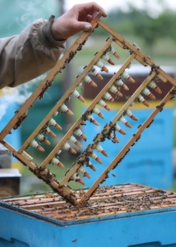 BuckFast KB Пчелиная матка