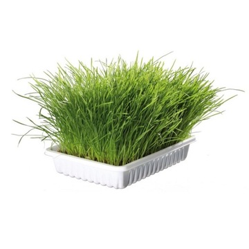 Miękka trawa dla kota w pojemniku 100g Trixie