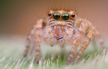 Объектив Venus Optics Laowa 25 мм f/2.8 Ultra Macro для Leica L