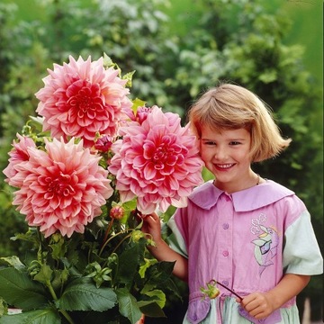Dalia Lavender Perfection 1 szt. Dalie Sadz. XXL