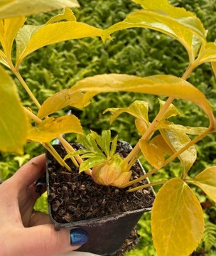 CIEMIERNIK DOUBLE SUPER YELLOW SELECTION żółte kwiaty HELLEBORUS do ogrodu