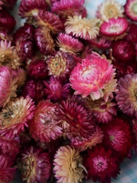 Бессмертник сушеный, фиолетовый, 10 шт, сухоцветы