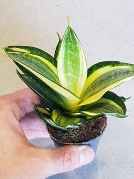 Sansevieria golden hahnii