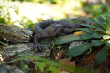 Чугунная садовая статуэтка ЯЩЕРИЦА в стиле ретро скульптура геккона для сада 18,3 см