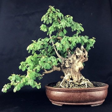 MIMOZA WSTYDLIWA (MIMOSA PUDICA) 20 NASION