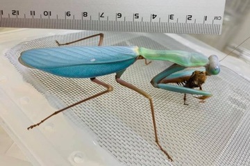 Иеродула из Папуа Самый крупный богомол