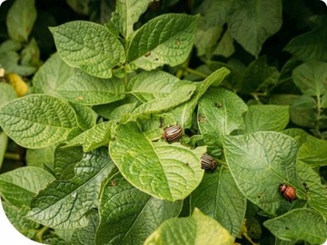 Суми Агро Моспилан Инсектицид 20 г