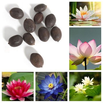 1 пакетик Mini Lotus Seeds, смешанные семена без ГМО
