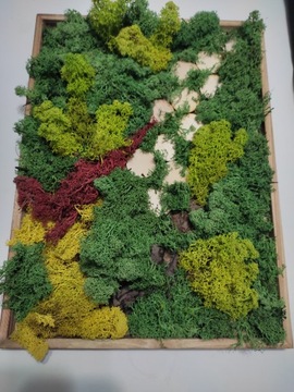 obraz z mchu chrobotek żywy obraz w2