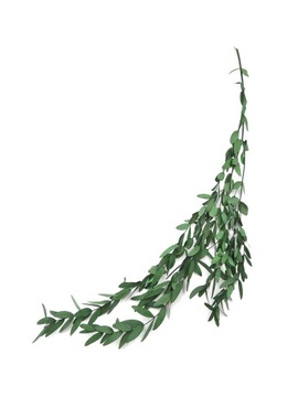 Стабилизированный эвкалипт PARVIFOLIA