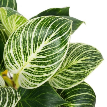 Filodendron BIRKIN- białe liście MALUCH