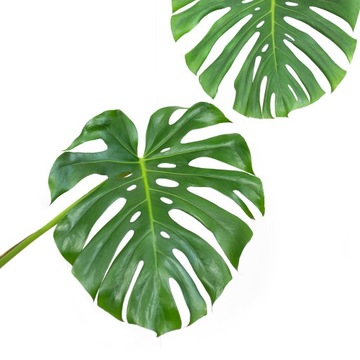 Monstera dziurawa (deliciosa) DUŻE LIŚCIE rozm. L