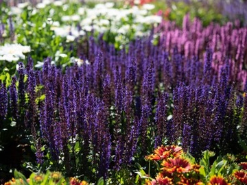 Szałwia omszona - Salvia nemorosa Midnight Purple P9 fioletowa