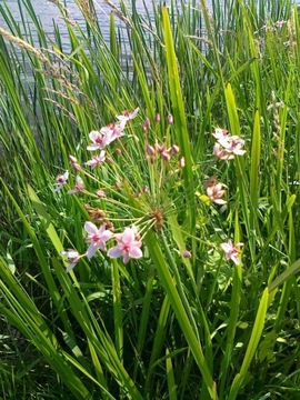 Соединение зонтика с прудом и прудом Butomus umbellatus