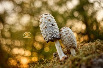 MAKRO smiena triplet 4/40mm trioplan SWIRLY bokeh