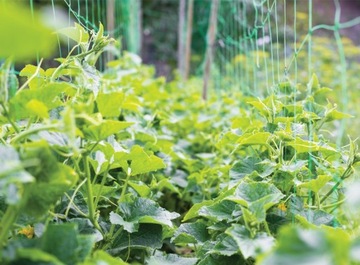 ПОДДЕРЖИВАЮЩАЯ СЕТКА, ПОДДЕРЖКА РАСТЕНИЙ, ВЗЛЕТНИКОВ, ОГУРЦА, ФАСОЛЬ, ГОРОХ, 1,5х10м