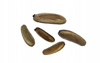 Подарочный набор ко Дню матери: африканские огненные деревья бонсай на День матери