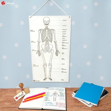 SZKIELET CZŁOWIEKA – tablica edukacyjna