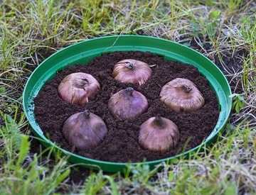 КОРЗИНКА, ЛУКОВАЯ КРЫШКА, луковицы для посадки, 20c, 10 шт.