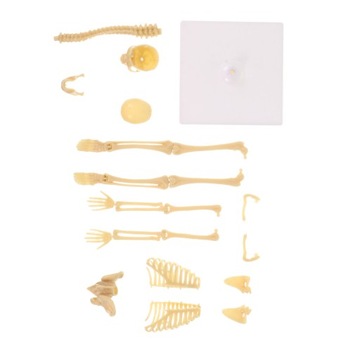 Модель-головоломка анатомии скелета человека