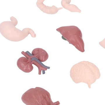 Имитационная модель анатомии тела органов человека